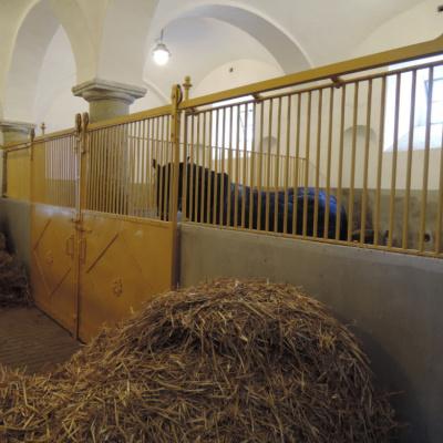 Stable technologies for the Kladruby nad Labem National Stud